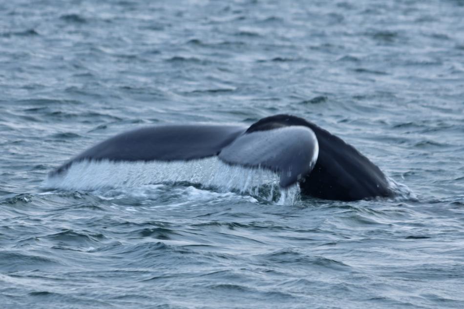 humpback whale fluke