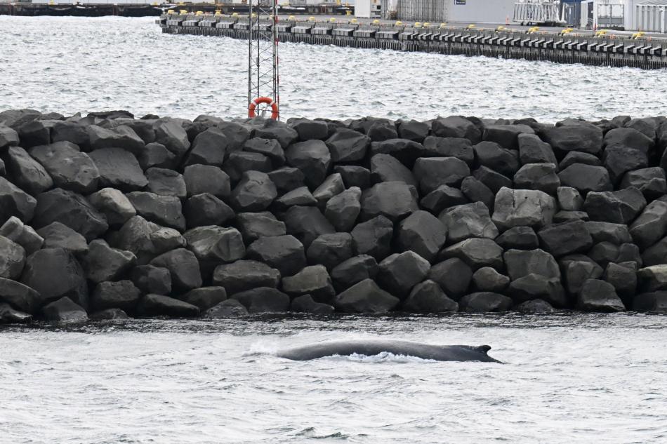 humpback whale next to land