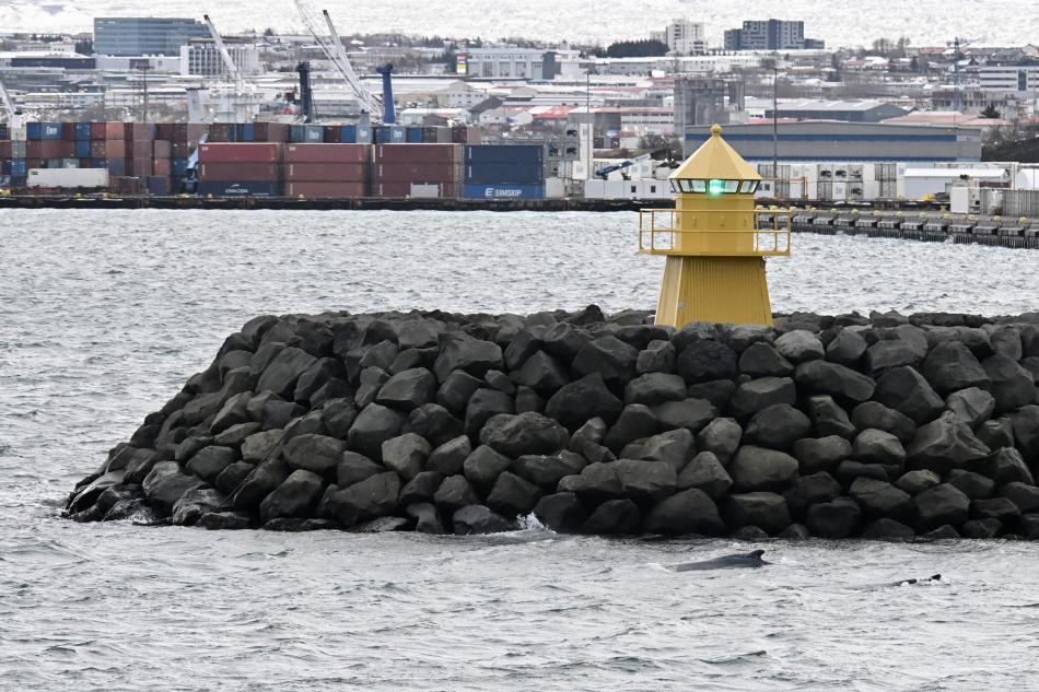 humpback whales next to lighthouse near land