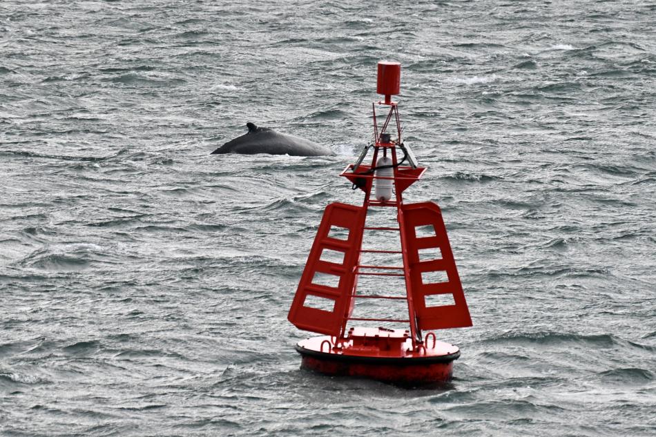 humpback whale next to buoy