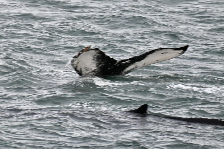 humpback whales surface and one raises pectoral fins in the air