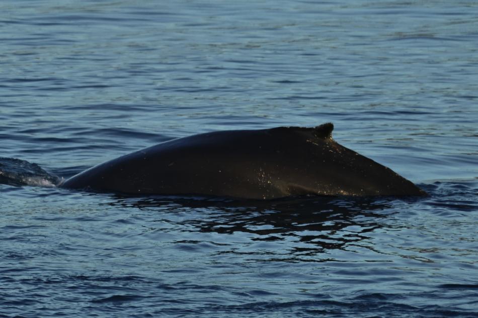 humpback whale dorsal fin