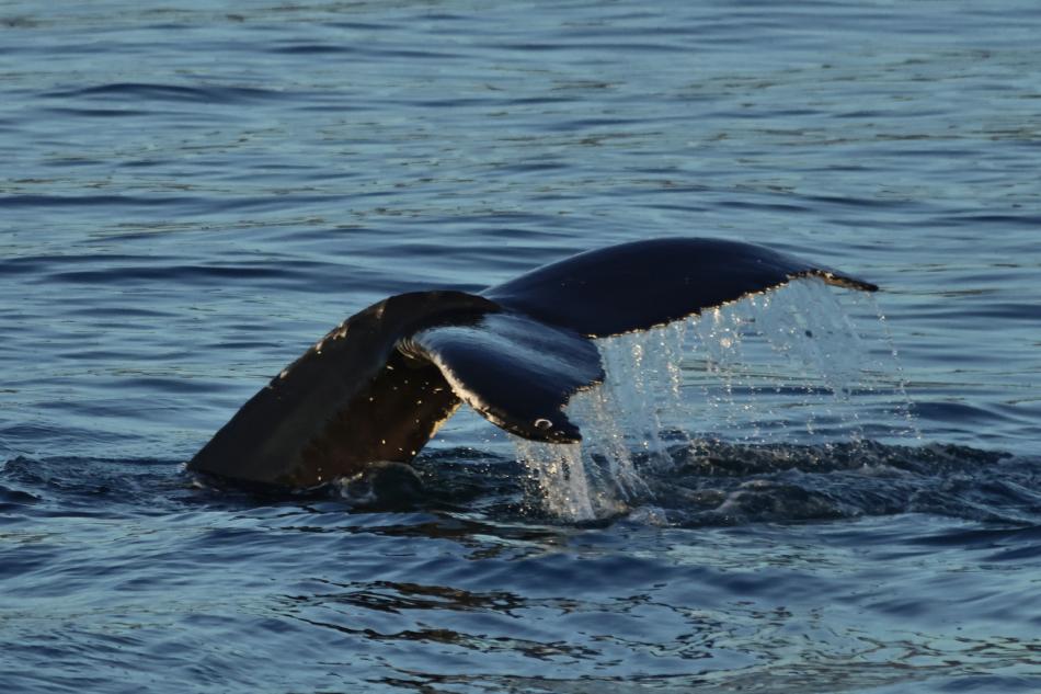 humpback whale fluke