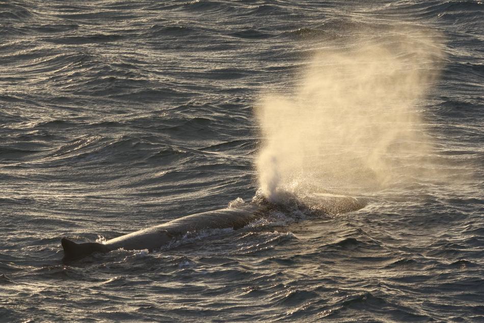 humpback whale breath