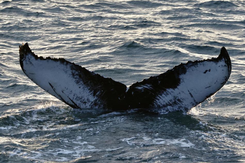 humpback whale fluke