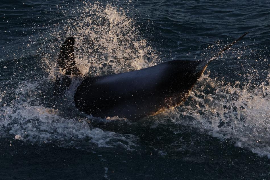 white-beaked dolphin leaping