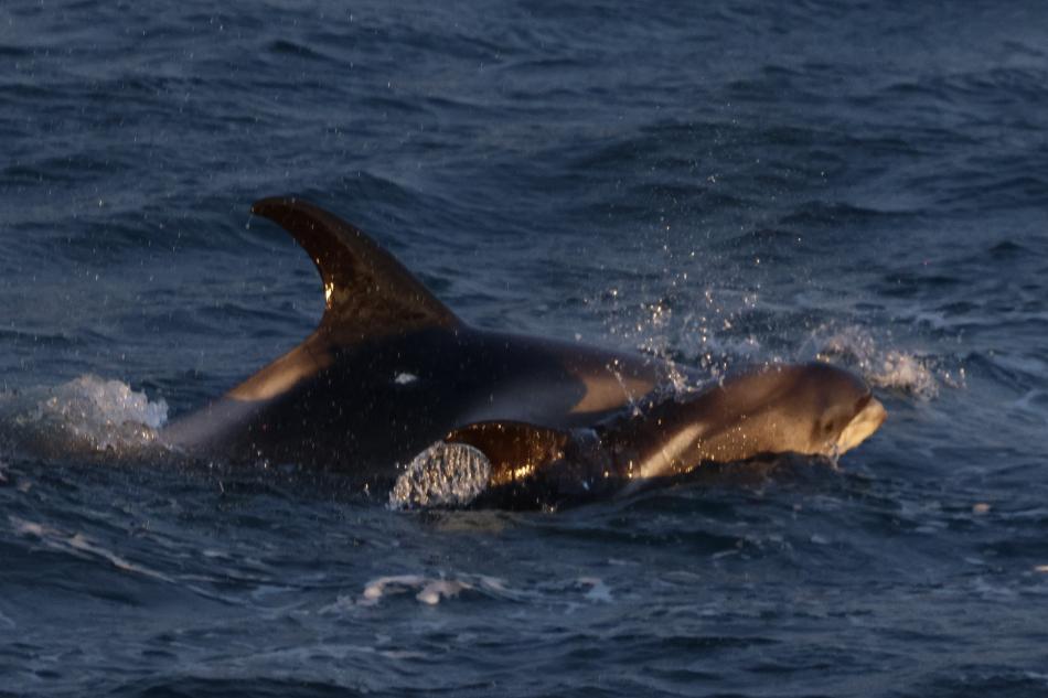 white-beaked dolphin with a baby