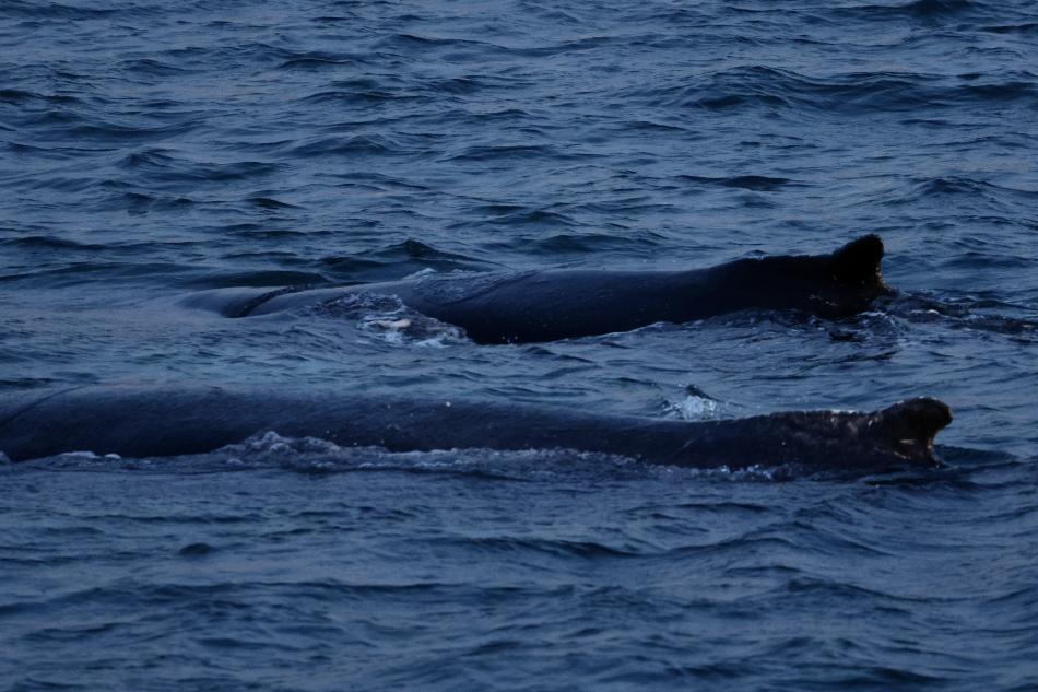 humpback whales