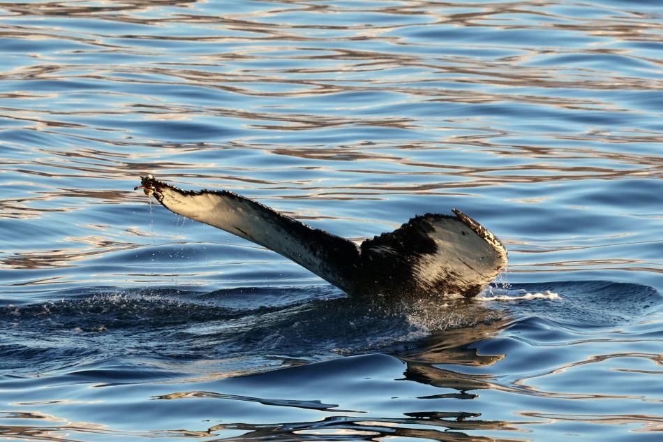 humpback whale fluke