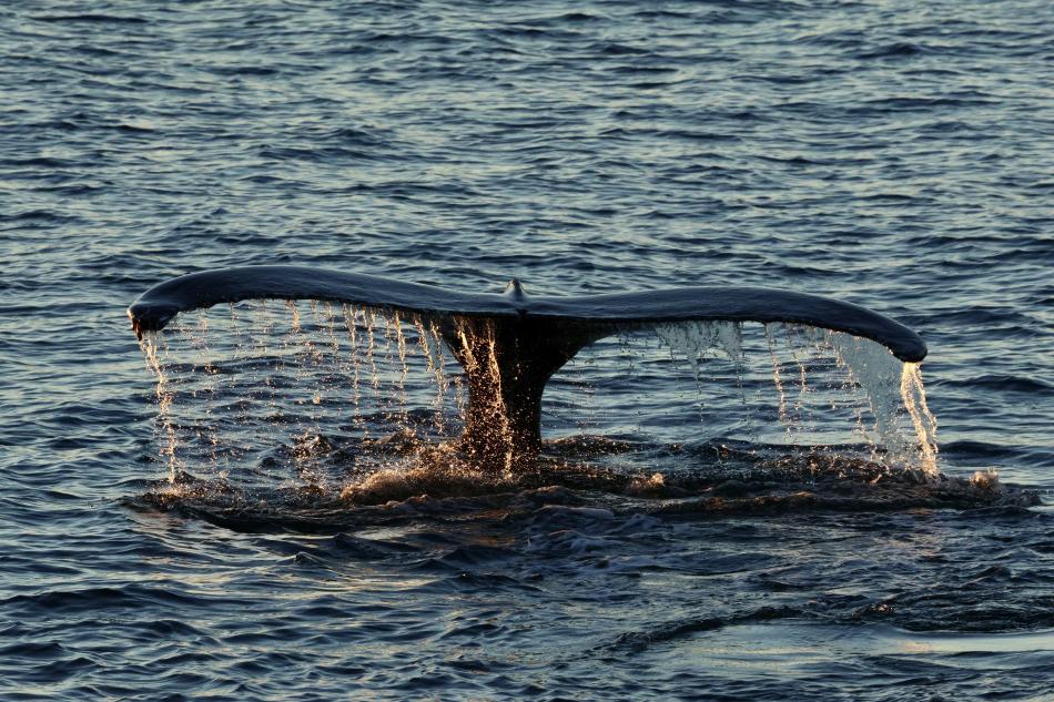 humpback whale fluke