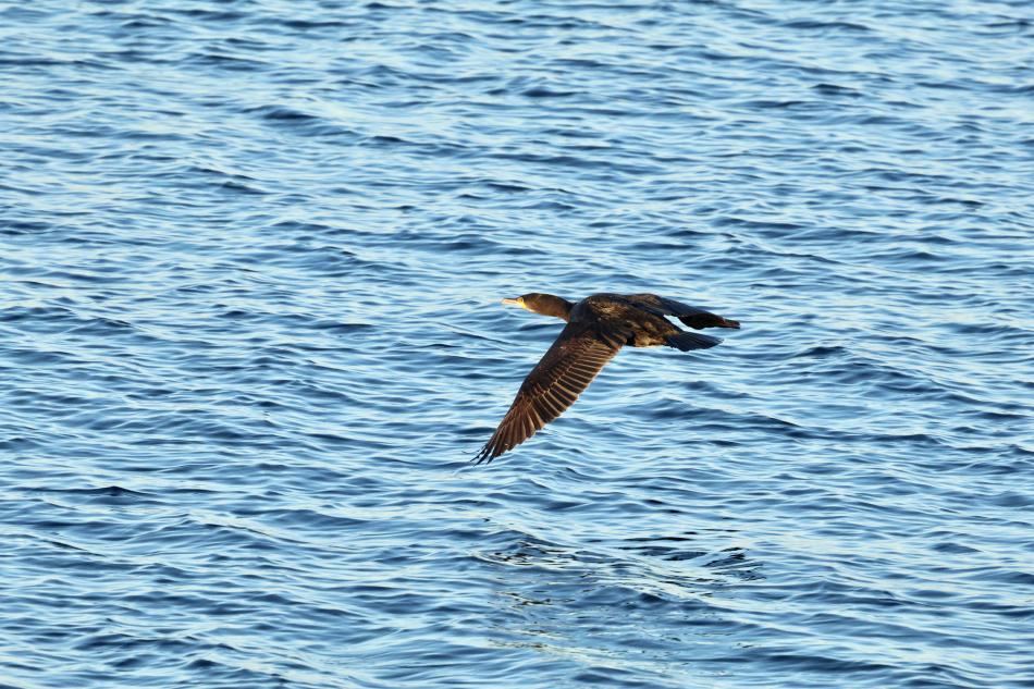 bird in flight