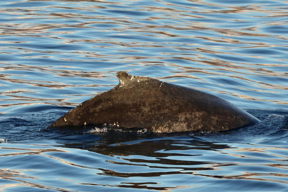 humpback whale dorsal fin