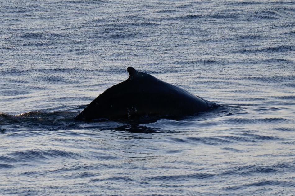 humpback whale