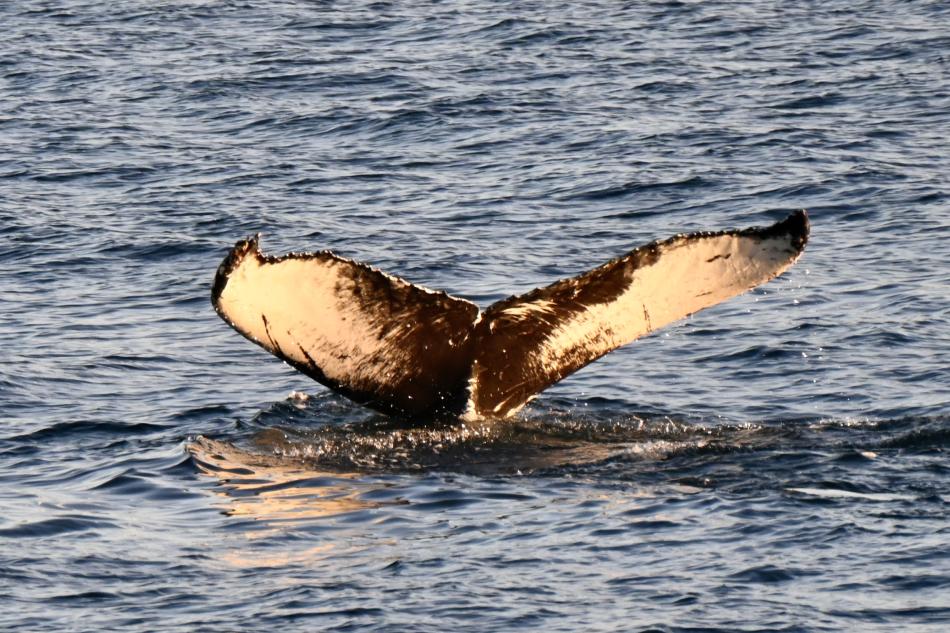 humpback whale fluke