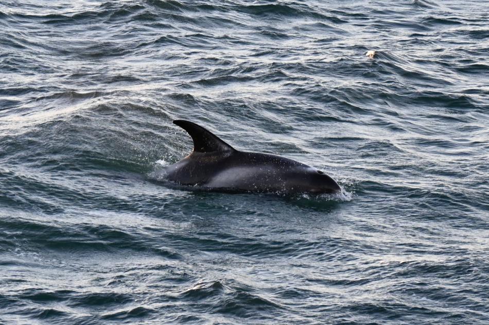 white-beaked dolphin