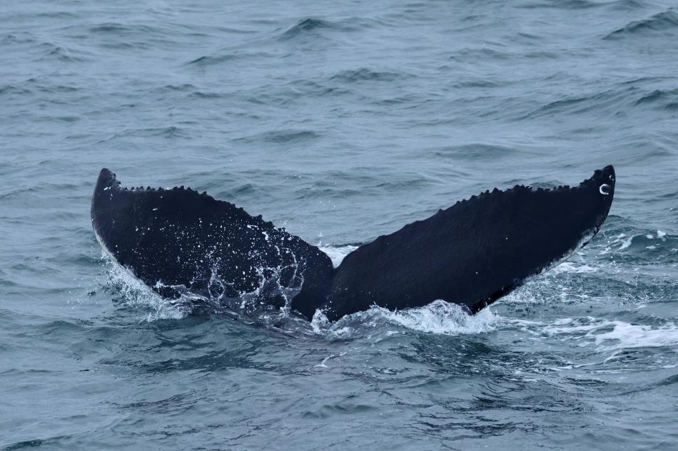 humpback whale fluke