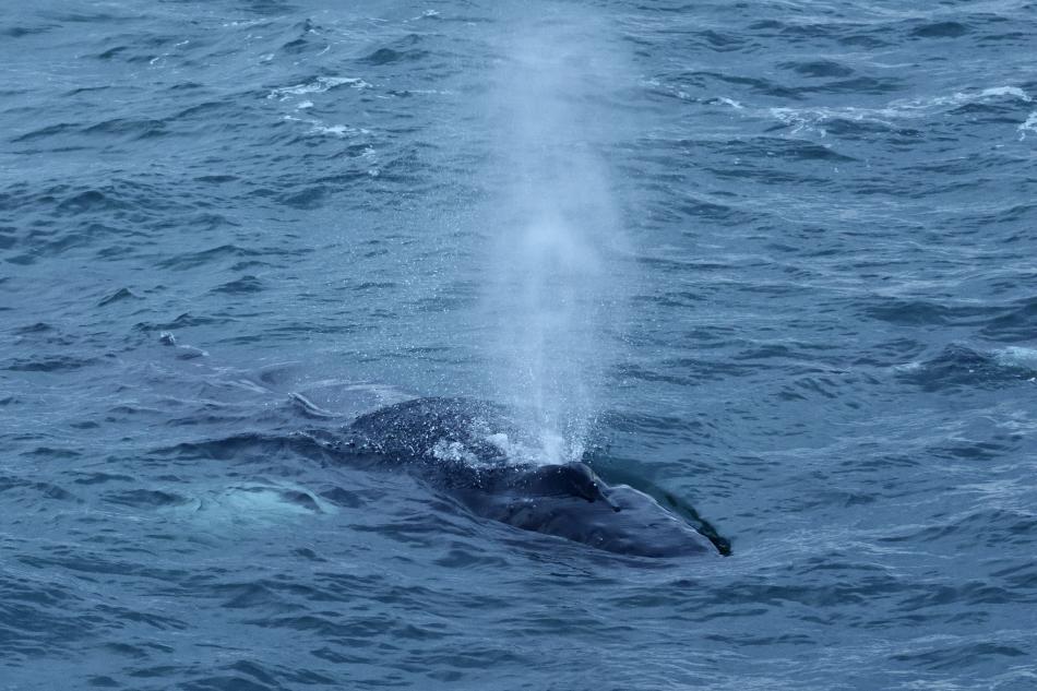 humpback whale breathes out