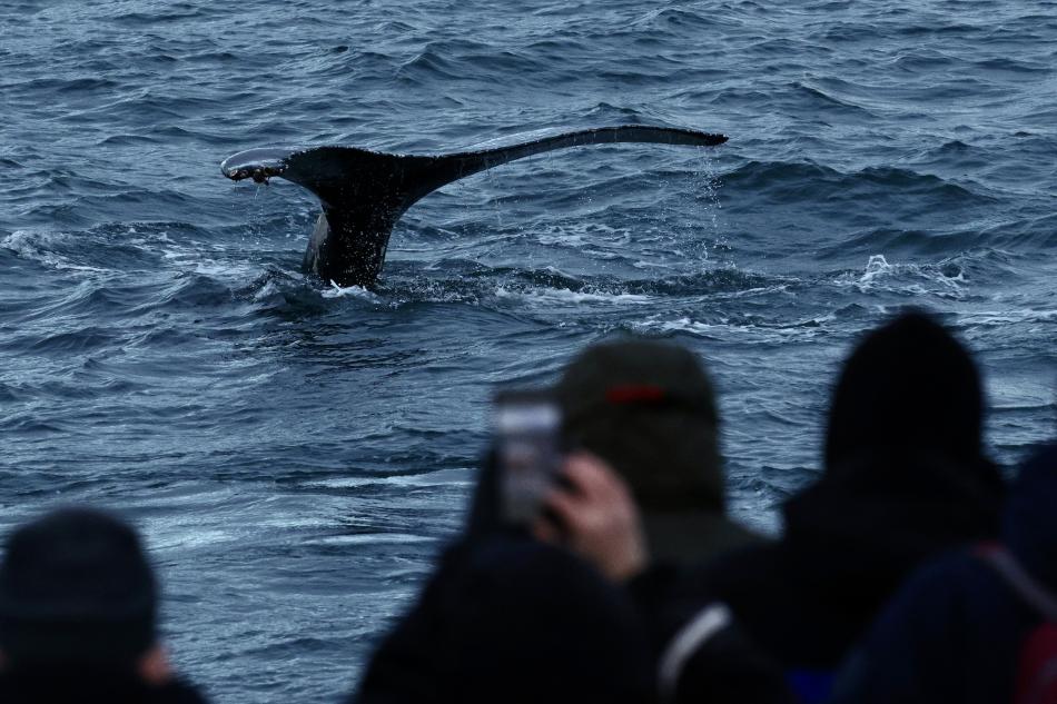 humpback whale dives in front of onlooking passengers