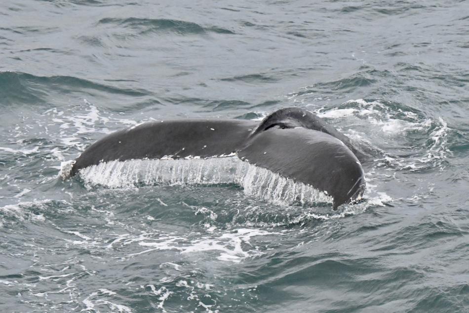 humpback whale fluke