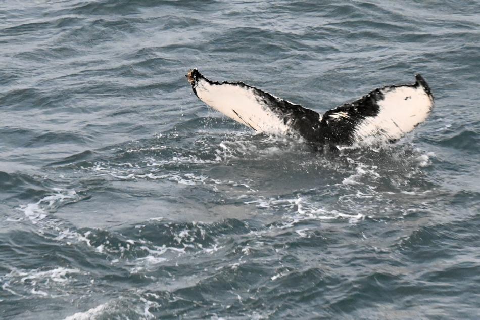 humpback whale fluke
