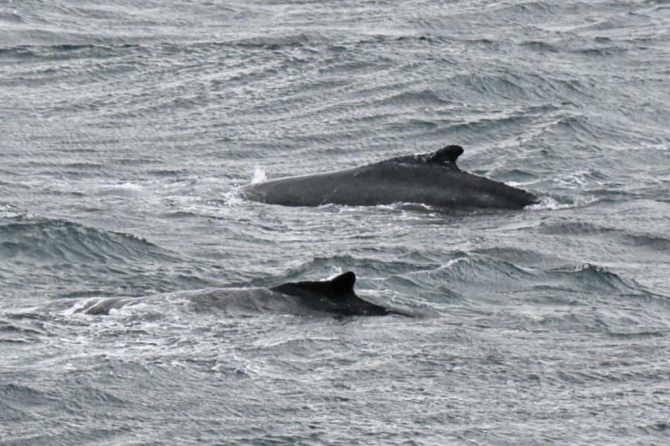 humpback whales swim in synchrony
