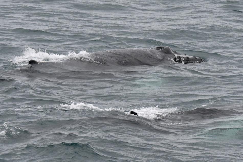 humpback whales surfacing together