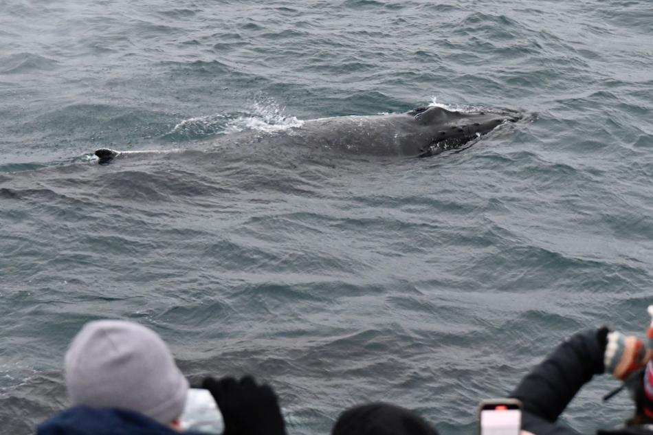 humpback whale surfaces very close to boat