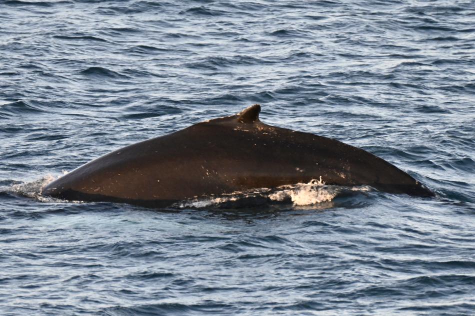 humpback whale dorsal fin