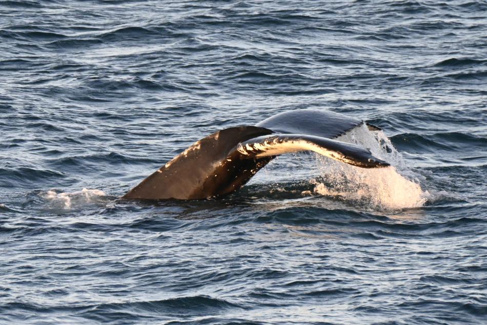 humpback whale fluke