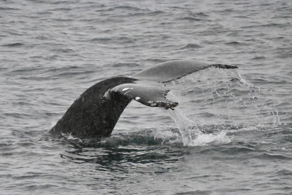 humpback whale fluke