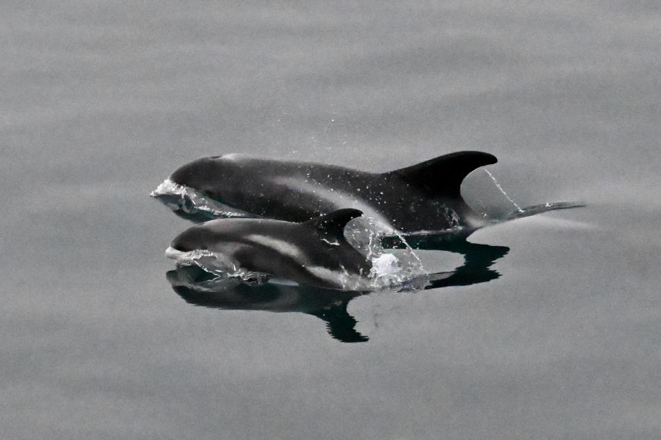 white-beaked dolphins