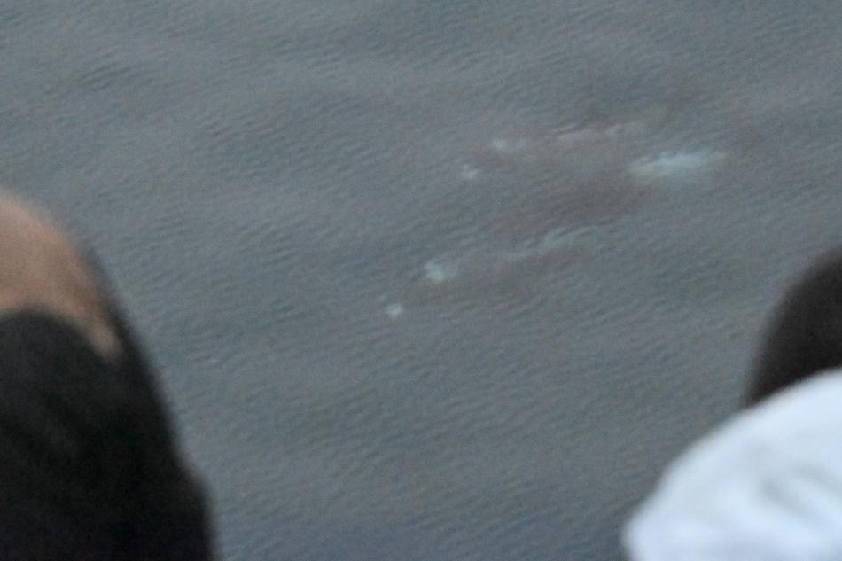 white-beaked dolphins