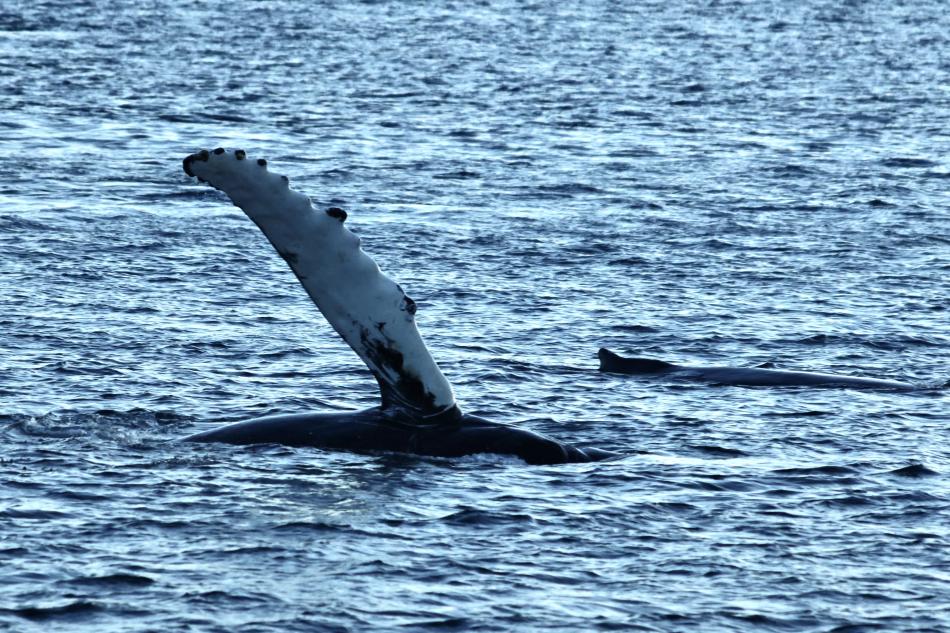 humpback whale pectoral fin