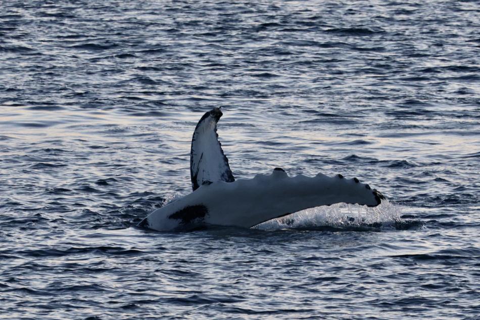 humpback whale pectoral fin