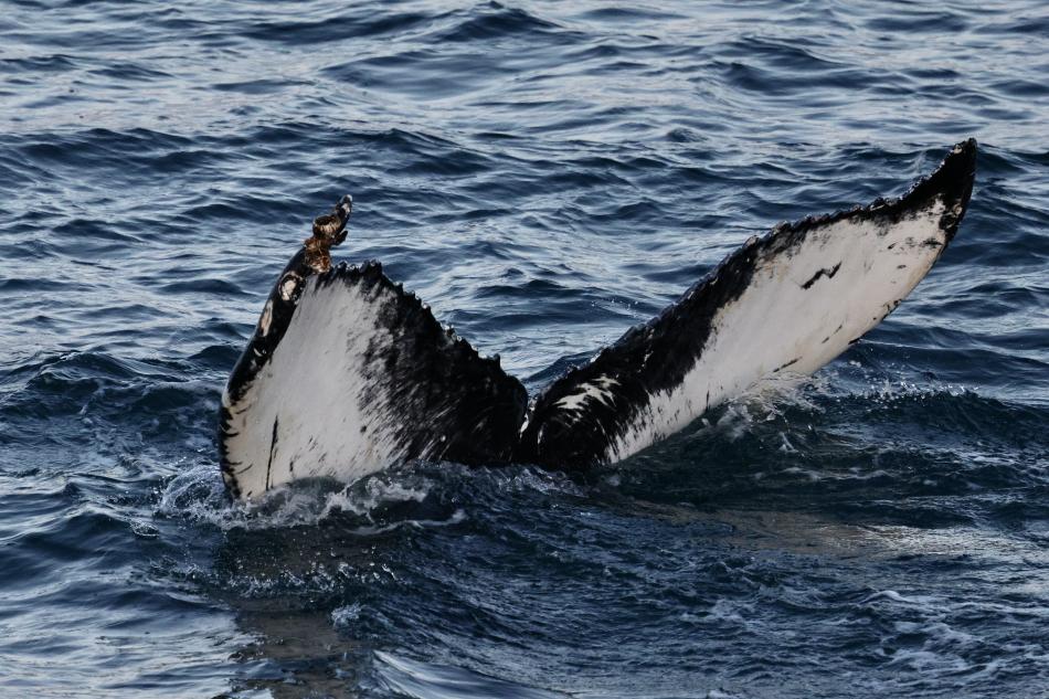 humpback whale fluke