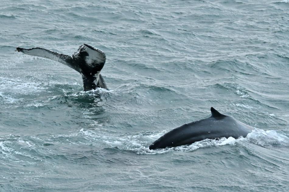 humpback whales surface together