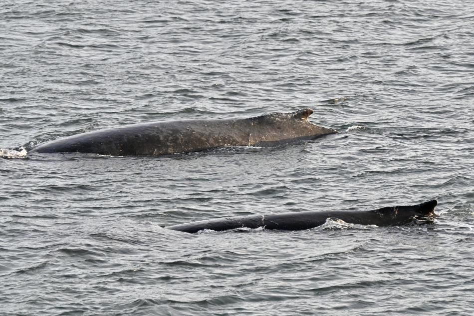 humpback whales surfacing together