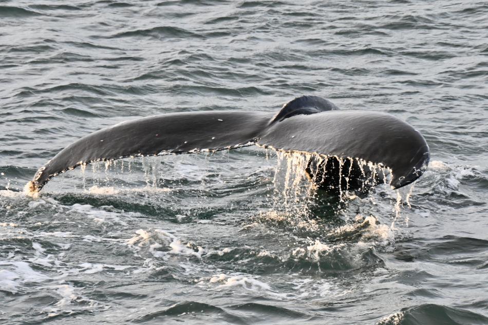 humpback whale fluke