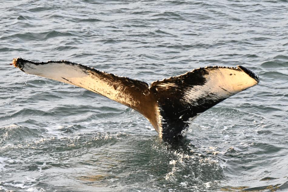 humpback whale fluke