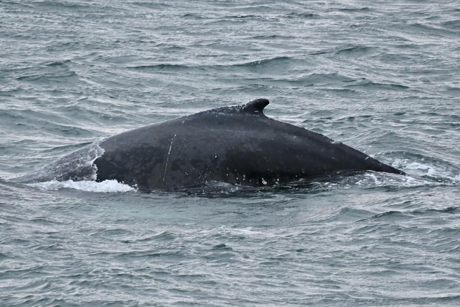 humpback whale