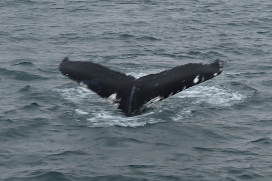 humpback whale fluke