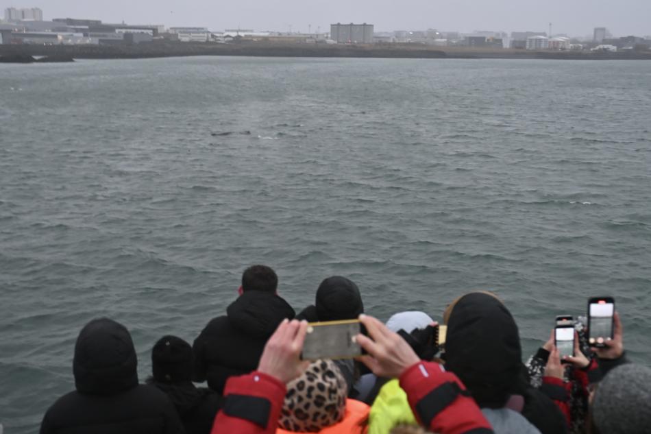 passengers watching whales in iceland in december