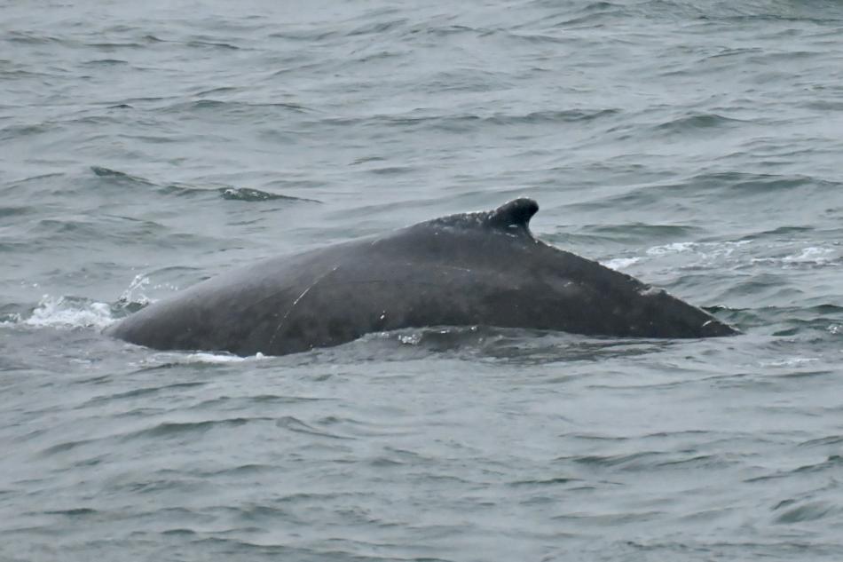 humpback whale dorsal fin