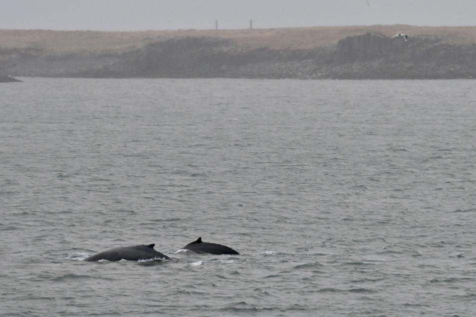humpback whales near land