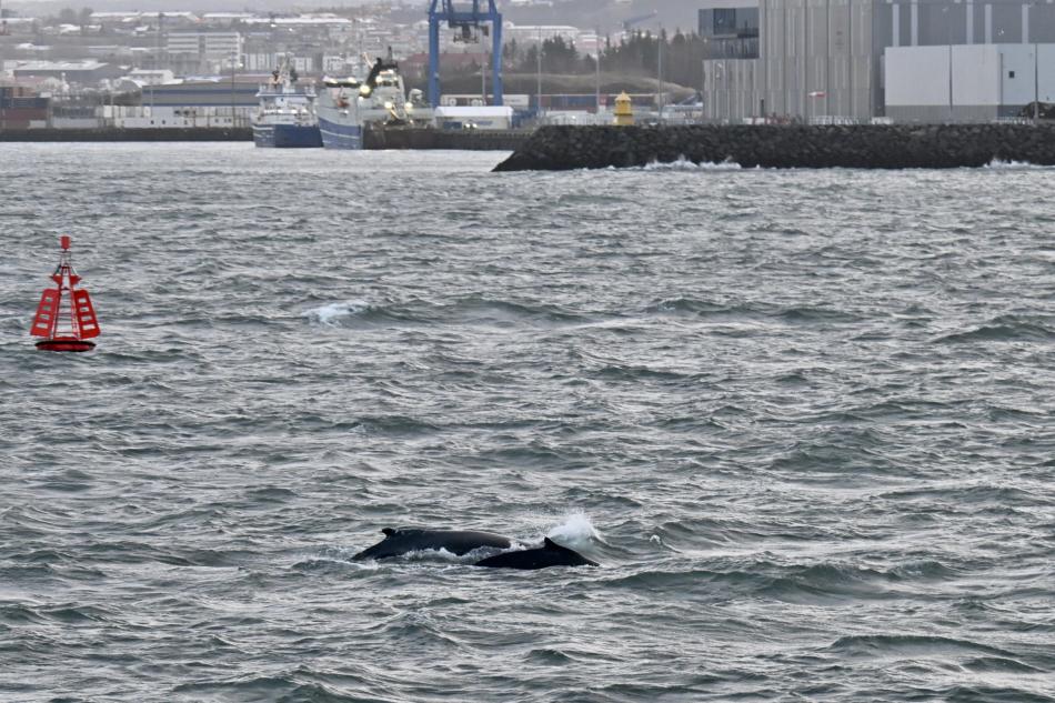 humpback whales close to land in reykjavik