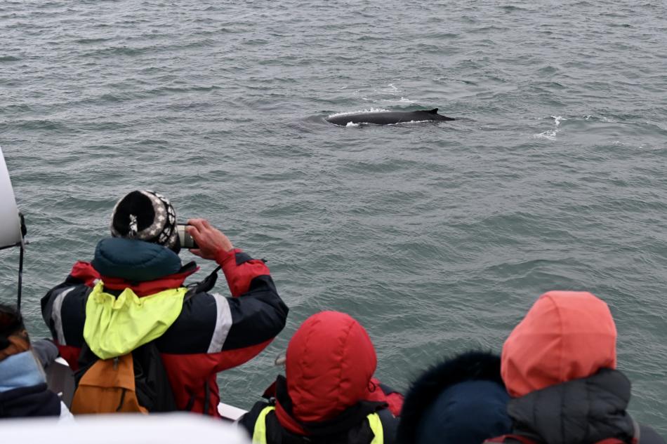 humpback whale surfaces in front of passengers