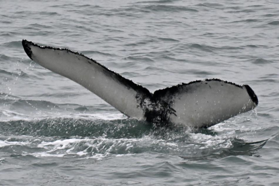 humpback whale fluke