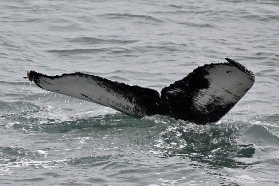 humpback whale fluke