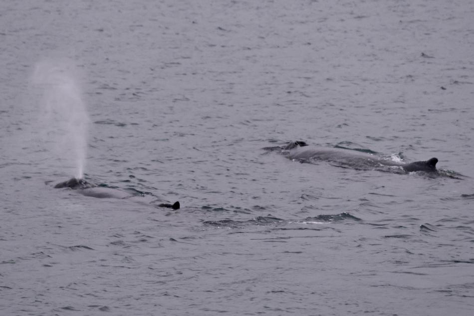 humpback whale dorsal fin