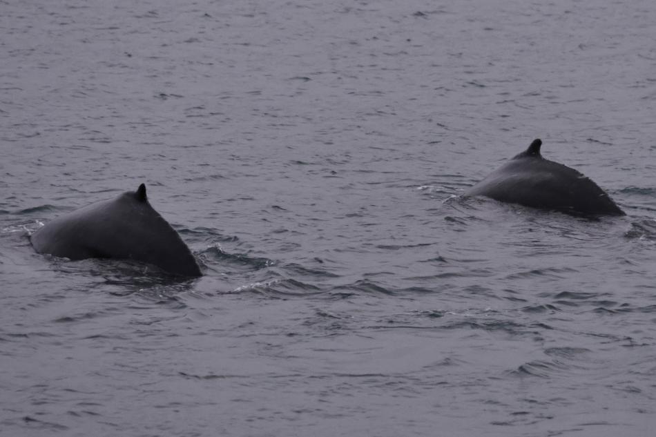 humpback whale dorsal fin